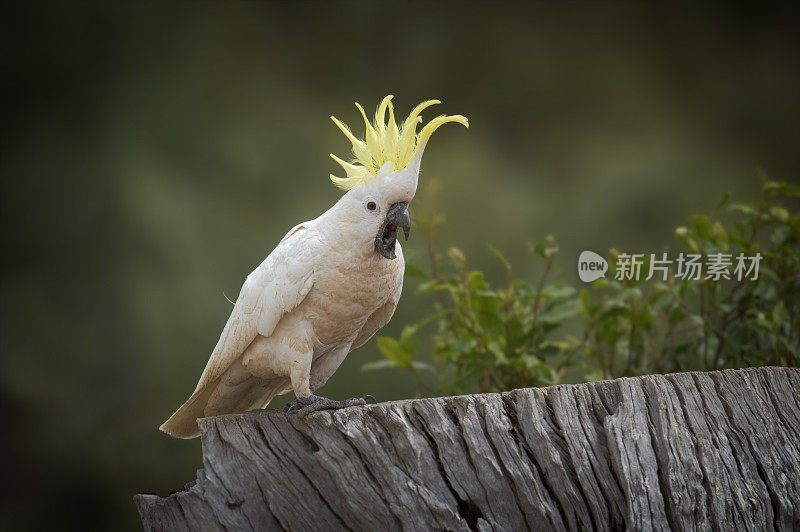 硫磺凤头鹦鹉(Cacatua galerita)